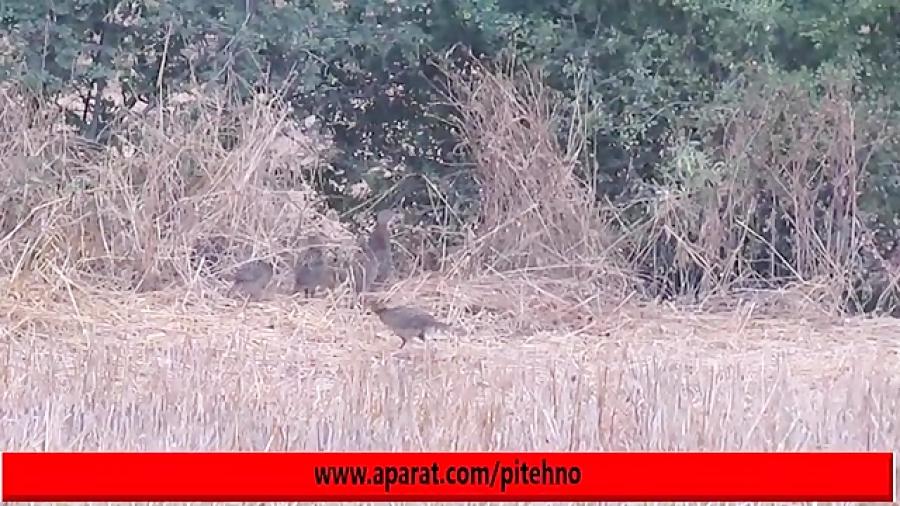 قرقاول ماده جوجه هایش 1 Pheasant