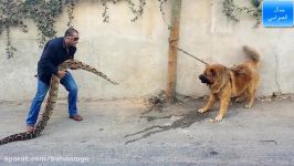 سگ قفقازی غول پیکر خطرناک عجایب خلقت