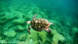 کارناوال  لاکپشت پوزه عقابی  گنج 100میلیون ساله ایران