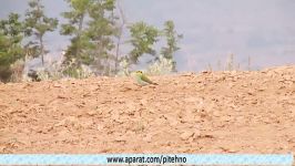 زنبورخوار معمولی European Bee eater