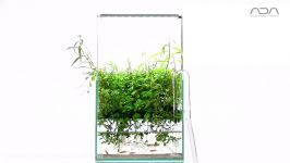 طراحی آکواریوم گیاهی به طول 90cm توسط تیم ADA