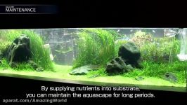 نمایش گالری NATURE AQUARIUM ژاپن قسمت 9