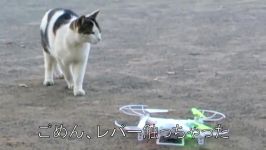Cats VS Drones Mega Compilations November 2016. Funny cats.