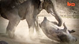 Elephant Vs. Hippo Extremely Rare Images Show Attack