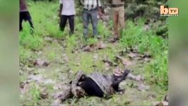 Caught On Camera Python Devours Goat Whole