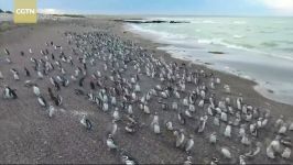 Stunning Footage Argentine penguin hordes gather to breed