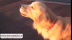 تقلید صدای آژیر آمبولانس توسط سگ باهوش