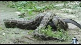 خوردن زنده زنده تمساح توسط مارغول پیکر پیتون