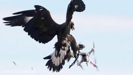 شکار پهپاد توسط عقاب های تعلیم دیده ارتش فرانسه