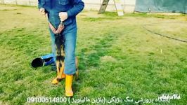 آموزش سگ فروش نژاد حرفه ای بلژین مالینویز