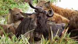 نبرد حیوانات  شیرها در مقابل کفتار  کفتار بوفالو حمله