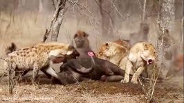 حیوانات حمله  کفتار در مقابل شیرها  کفتار مبارزه مرگب
