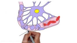 2 Minute Neuroscience Blood Brain Barrier