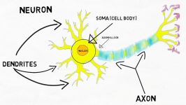 2 Minute Neuroscience The Neuron