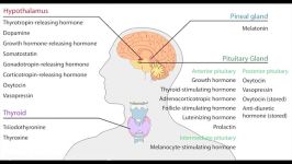 Behavioral Neuroscience