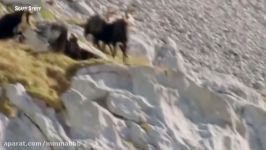 The Best of Eagle Attacks Caught on Video  Most Amazing Wild Animal Fights 