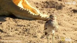 جنگ فوق العاده استثنایی سوسمار پرنده ای کوچک