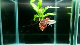 SOLD Platinum Red Mosaic Big Ear Guppy Trio