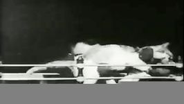 Boxing Cats 1894