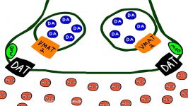 Methamphetamine induced dopamine release