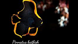 Pinnate Batfish Platax Pinnatus saltwater fish