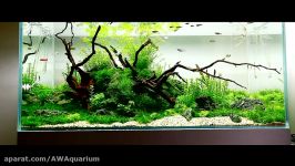 Nature Aquarium by Mark Evans