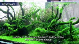 نمایش گالری NATURE AQUARIUM ژاپن قسمت 2