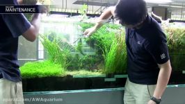 نمایش گالری NATURE AQUARIUM ژاپن قسمت 4