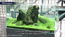 نمایش گالری NATURE AQUARIUM ژاپن قسمت 5