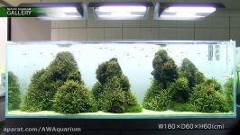 نمایش گالری NATURE AQUARIUM ژاپن قسمت 1