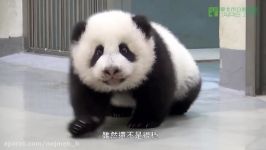 Giant Panda puts Baby Back To Bed