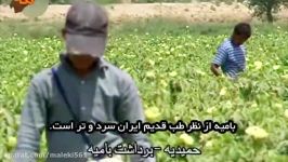 خواص بامیه؛ بهترین برای مبارزه بیماری های مقاربتی