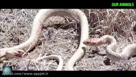 Watch these Snakes Fight to Death  Snake vs Snake