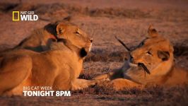 آنونس مستند Vanishing Kings Desert Lions of the Namib