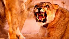 تریلر مستند Vanishing Kings  Lions of the Namib