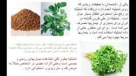 خواص بی نظیری شنبلیله کمتر کسی میداند