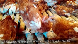 Avian Influenza H5N1 Bird Flu in Unvaccinated Chickens Chicken diseases for vet tech students