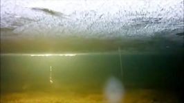 Underwater Video of Ice Fishing for Trout