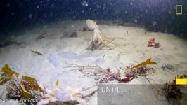 Octopus vs. Crab Battle Takes an Unexpected Turn  National Geographic