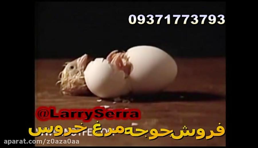 بیرون امدن جوجه لاری تخم  شماره تماس 09371773793