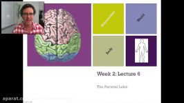 Lecture 6  The Parietal Lobe