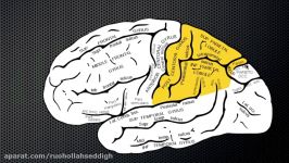 066 The Anatomy and Function of the Parietal Lobe