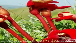 روز بخیر خان کندی