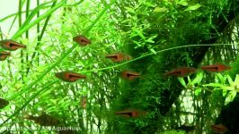 نمایش گالری NATURE AQUARIUM ژاپن