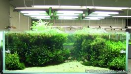 نمایش گالری NATURE AQUARIUM ژاپن