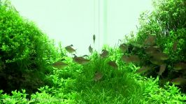 نمایش گالری NATURE AQUARIUM ژاپن