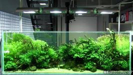 نمایش گالری NATURE AQUARIUM ژاپن