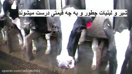 دوربین مخفی آزار کشتار حیوانات  شیر گاو لبنیات Milk