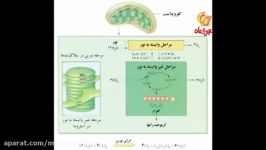 فیلم تصاویر جمع بندی فتوسنتز