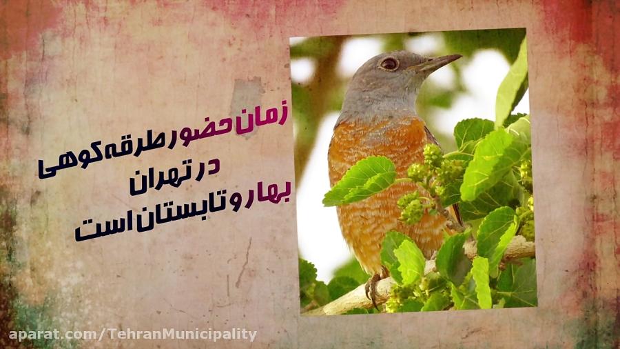 با پرندگان شهرمان آشنا شویم طرقه کوهی